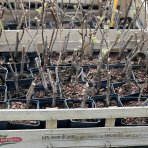Vinič hroznorodý (Vitis vinifera) ‘SOUVIGNIER GRIS’– výška 25–35 cm, kont. P9/P11